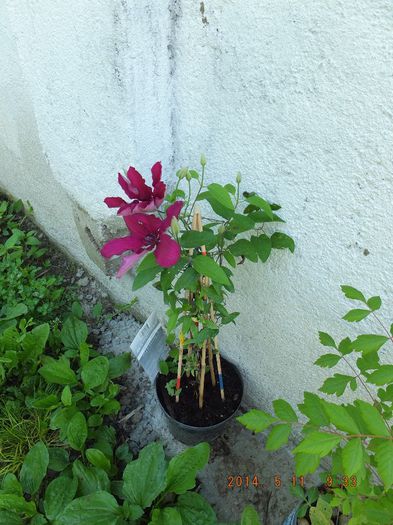 DSCF2627 - Clematite 2014