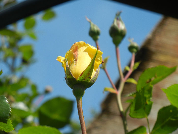 Rose Golden Showers (2014, May 13)