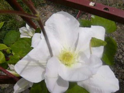 Clematita Duchess of Edinburgh