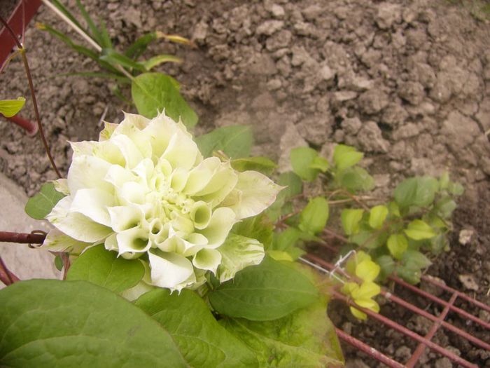 Clematita Yuki-no-yoso-oi