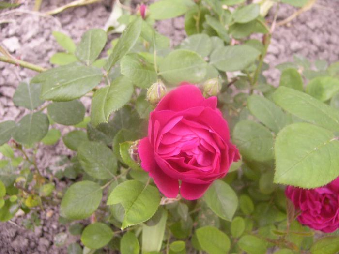 Rosa Gypsi Boy