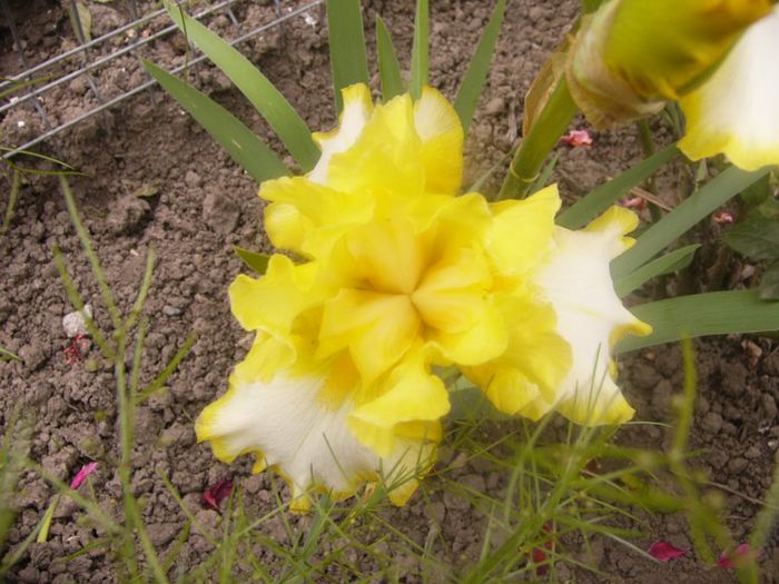 Iris Fringe of Gold - Anul 2014 I