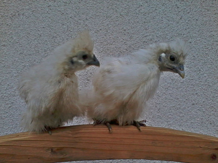 Matase Japoneza Alba - Matase Japoneza Alba