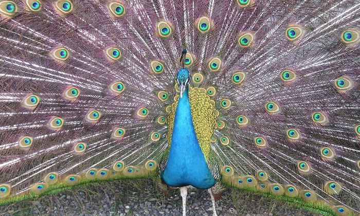  - PAUNI INDIA BLUE