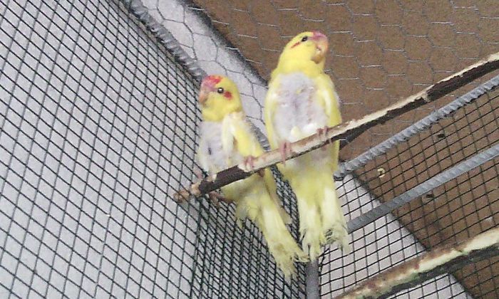 am iesit din cuib - PAPAGALI KAKARIKI