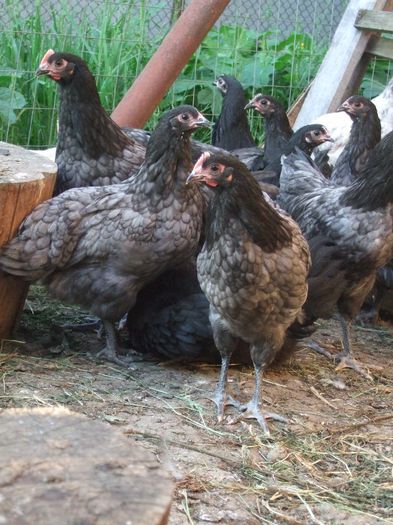 DSCF2512 - Australorp - arhiva