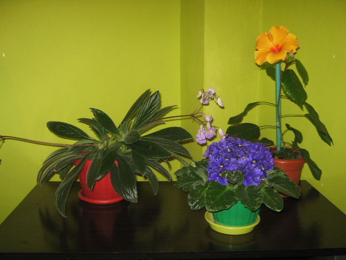 Picture My plants 095; Hibisorul, violeta si chirita, un trio formidabil
