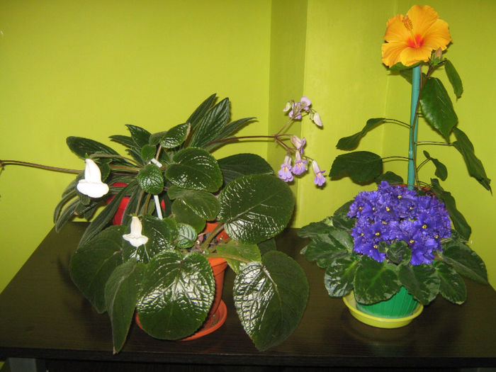 Picture My plants 098 - Plantutele in luna Mai 2014