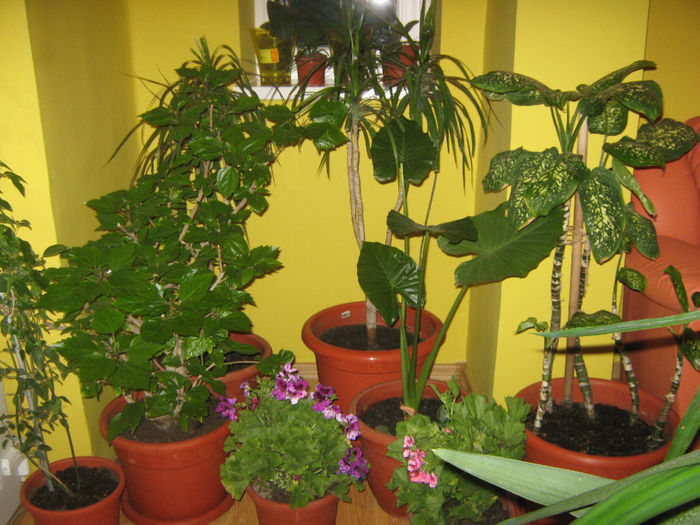 Picture My plants 099; plantele pe hol la o sedinta de comitet...
