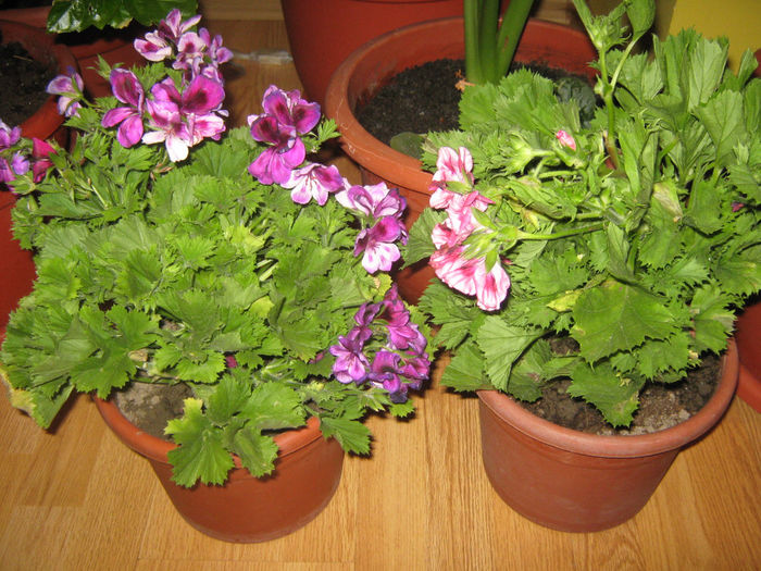 Picture My plants 100 - Plantutele in luna Mai 2014