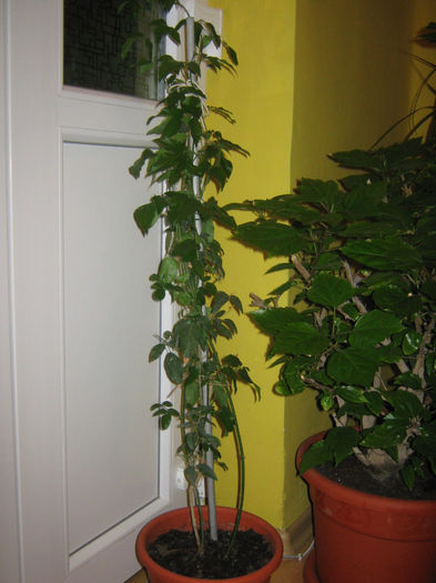 Picture My plants 101; Iasomia de la Maria072, fr vesela, chiar daca nu e inca inflorita

