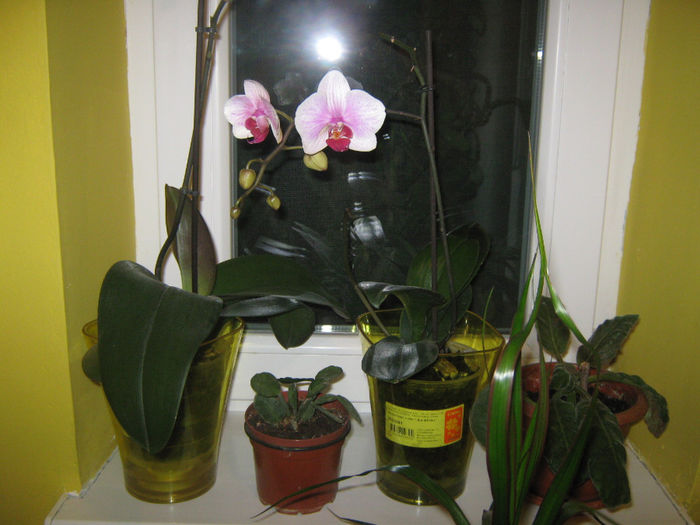 Picture My plants 105; Una din phale a inflorit din nou, una e mai puturoasa...
