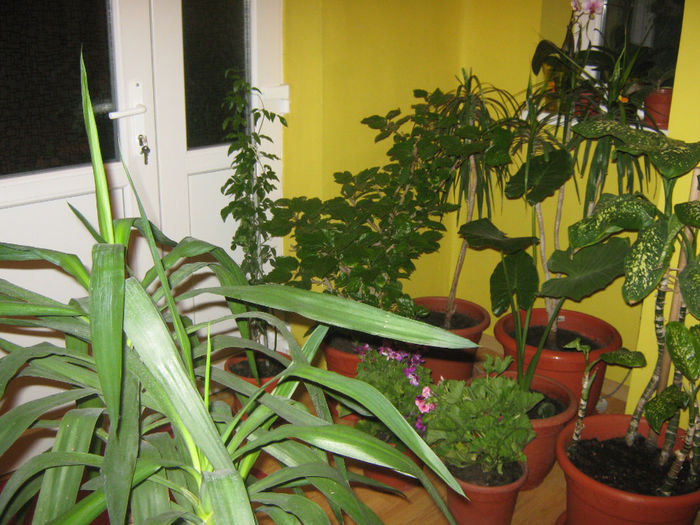 Picture My plants 109 - Plantutele in luna Mai 2014