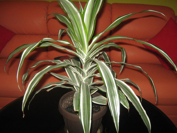 Picture My plants 111; Dracena se infoiaza la noi...
