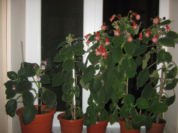 Picture My plants 118 - Plantutele in luna Mai 2014