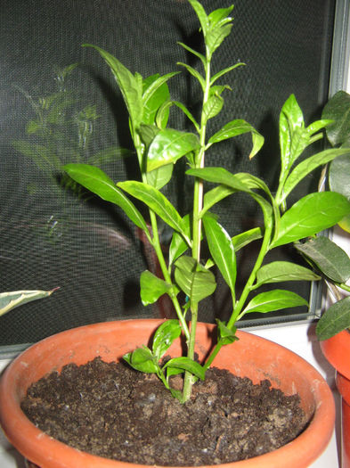 Picture My plants 123; iasomie de noapte de la Maria072
