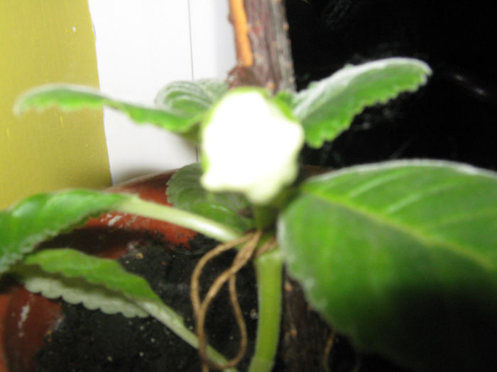 Picture My plants 131; o micuta gloxi are bobocel
