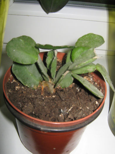 Picture My plants 133; Un pui de craciunita alba

