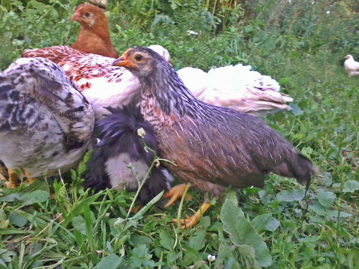 gaini italiene; 2013-06-21 20.21.42
