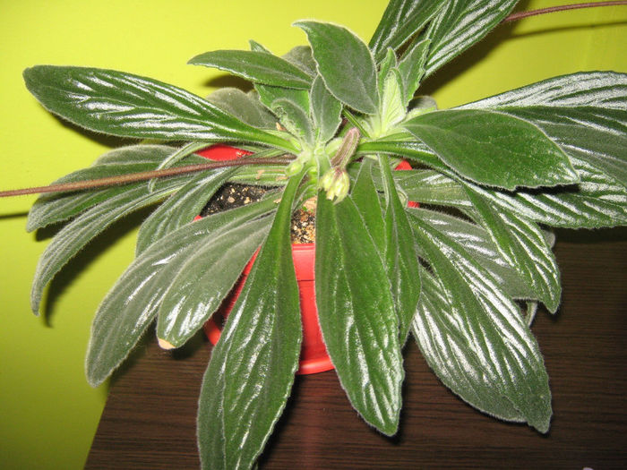 Picture My plants 138; chirita
