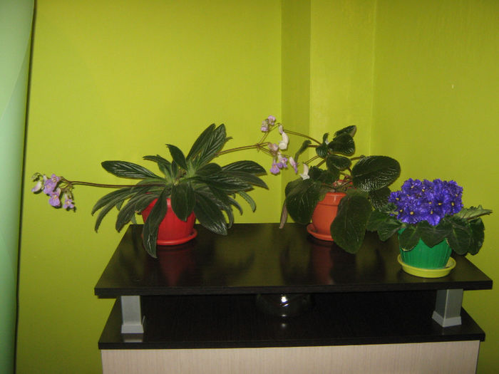 Picture My plants 139 - Plantutele in luna Mai 2014
