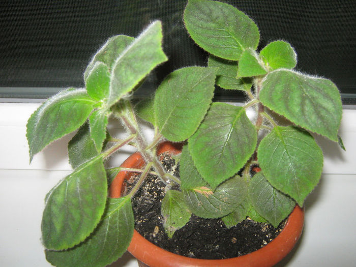 Picture My plants 145; kohlerii mici
