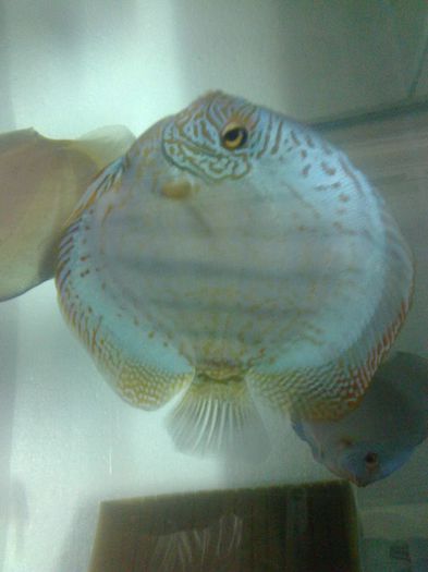 Fotografie0019 - Discusi