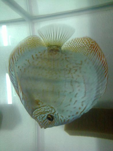 Fotografie0021 - Discusi