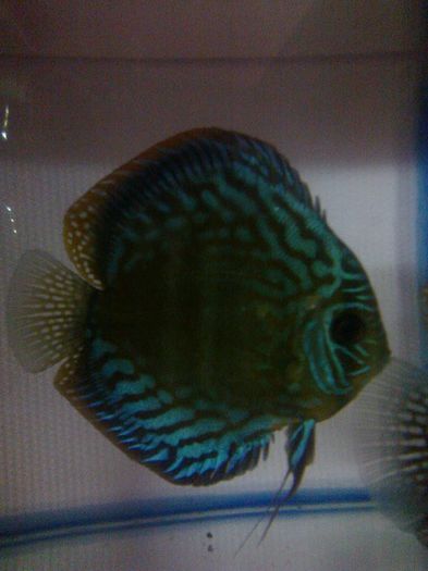 Fotografie0023 - Discusi