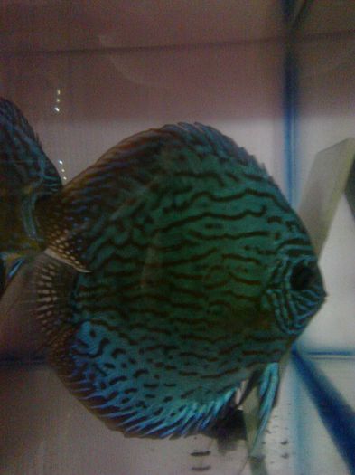 Fotografie0024 - Discusi