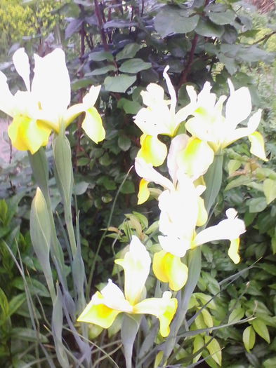 irisi-Olanda
