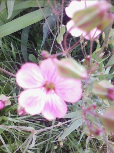 floarea miresii