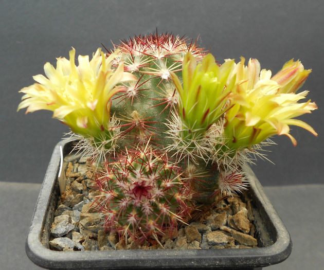 schinocereus viridiflorus