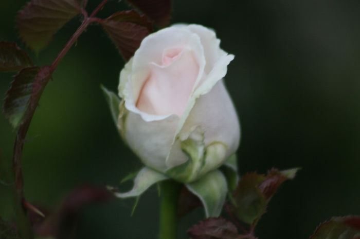 IMG_3453 - Roses 2014