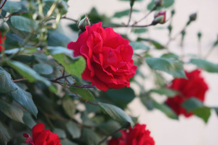 IMG_3414 - Roses 2014