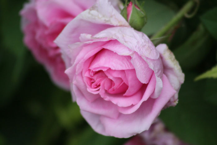 IMG_3452 - Roses 2014