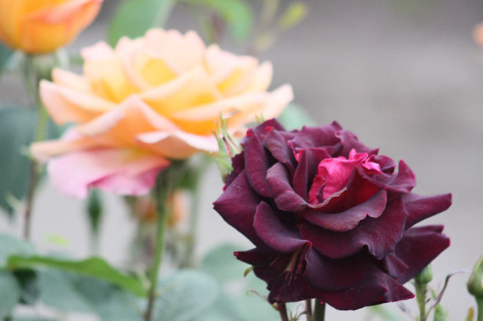 IMG_3451 - Roses 2014