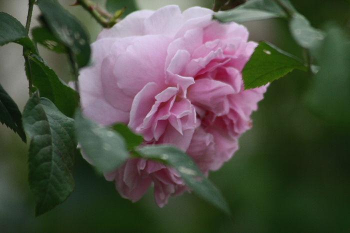 Cottage Rose - Roses 2014