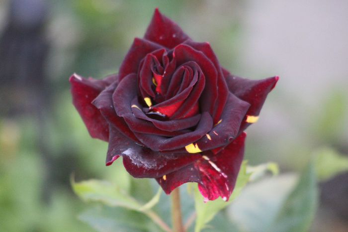 Hocus Pocus - Roses 2014