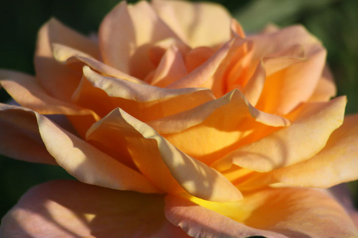 IMG_3377 - Roses 2014