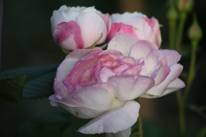 Pierre Oger - Roses 2014