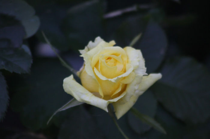 China Girl - Roses 2014