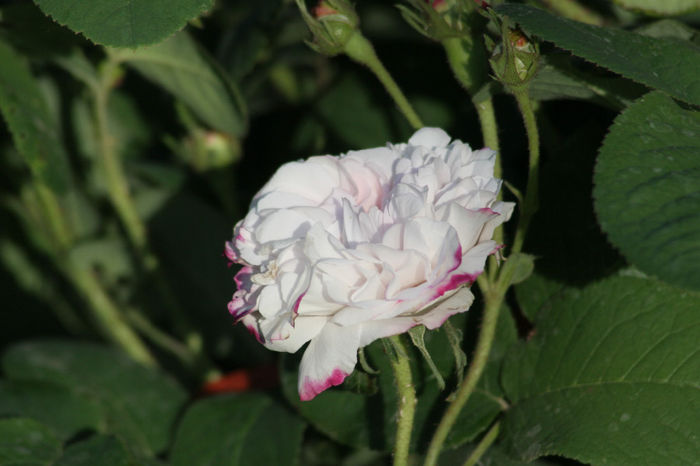 Leda - Roses 2014