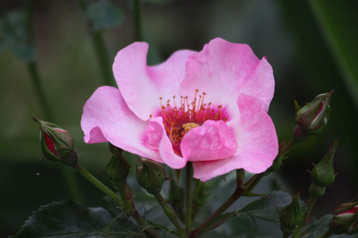 Bright as a button - Roses 2014