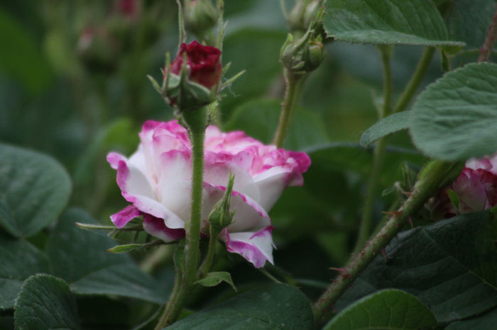 Leda - Roses 2014