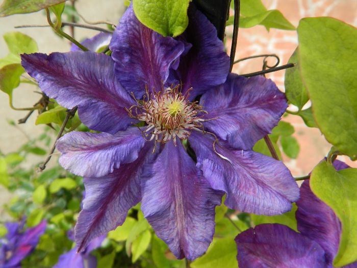  - La jumate de florar si final de luna