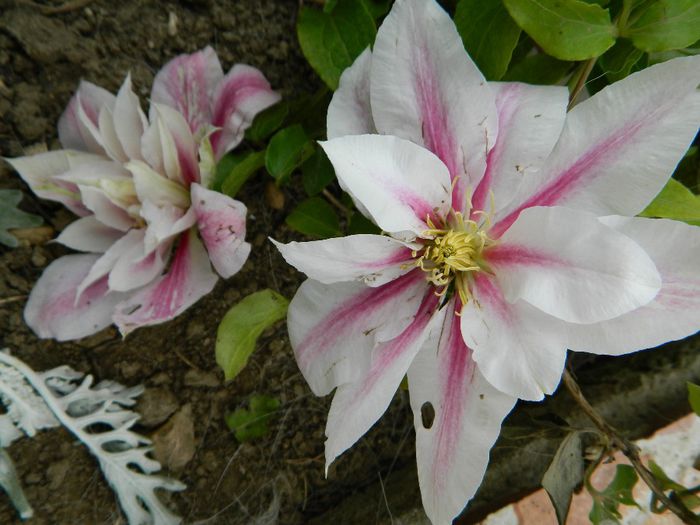  - La jumate de florar si final de luna