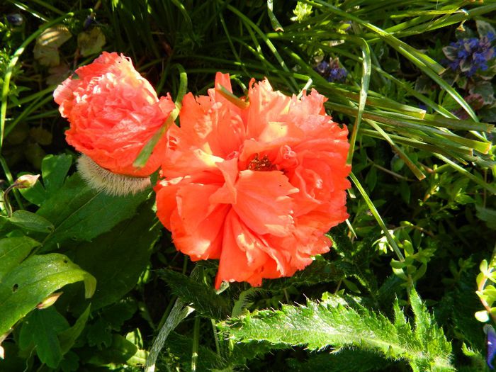  - La jumate de florar si final de luna