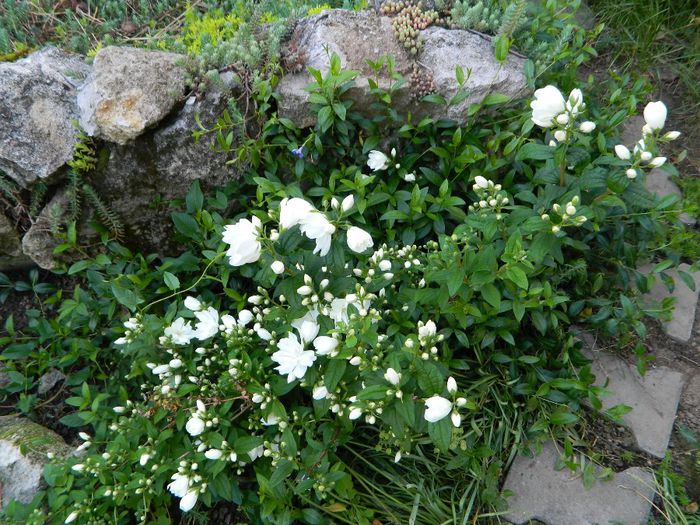 phyladelphus - La jumate de florar si final de luna