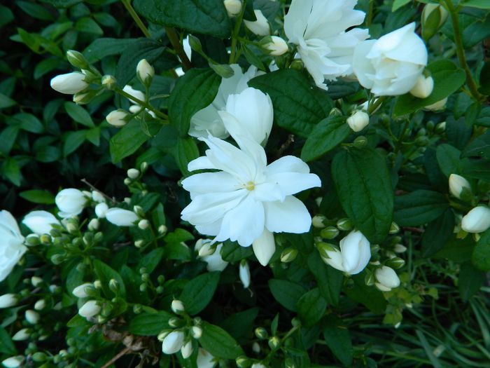  - La jumate de florar si final de luna